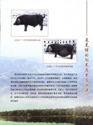 莱芜猪的饲养历史及渊源